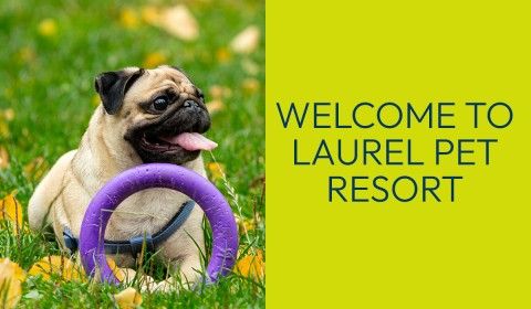 Welcome to Laurel Pet Resort!