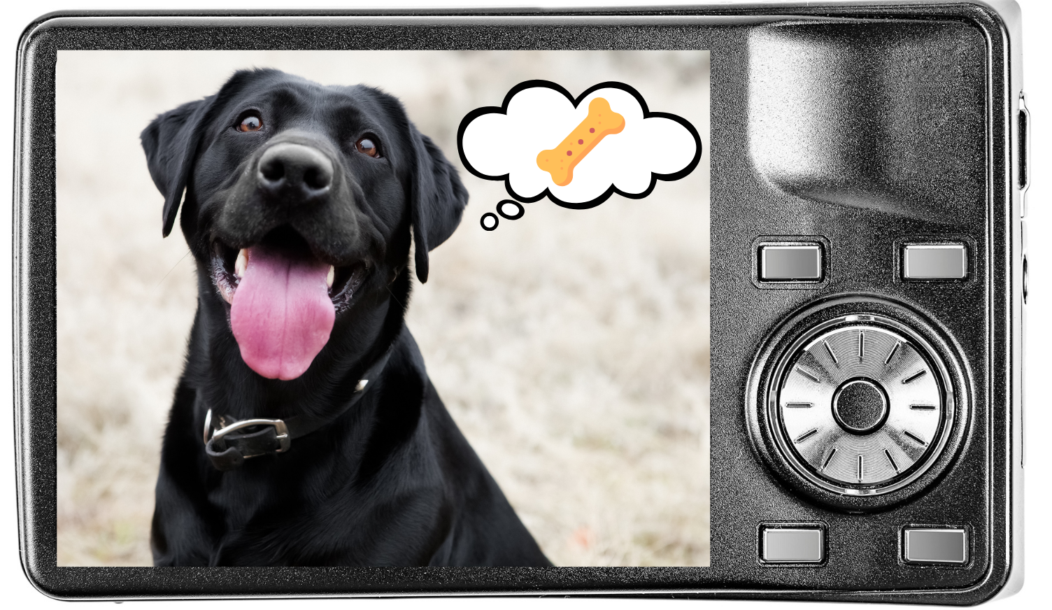 Taking a pet photo of a dog thinking about treats at Laurel Pet Resort