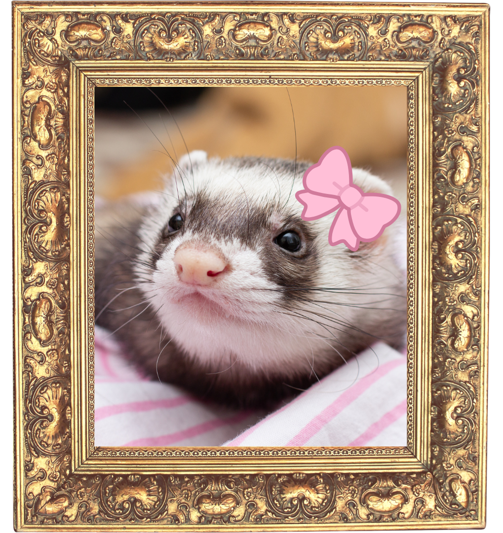 A photograph of a ferret in a gold photo frame for Laurel Pet Resort in Raytown