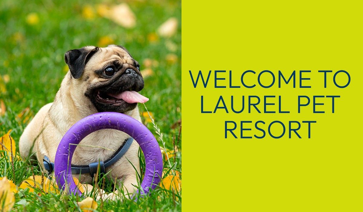 welcome-to-laurel-pet-resort