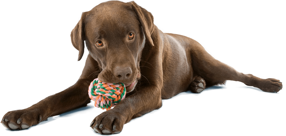 chocolate labrador dog chewing a toy