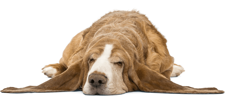 old basset hound sleeeping