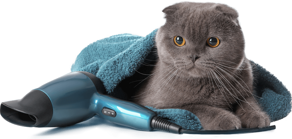 gray cat lying down with a towel and blow dryer