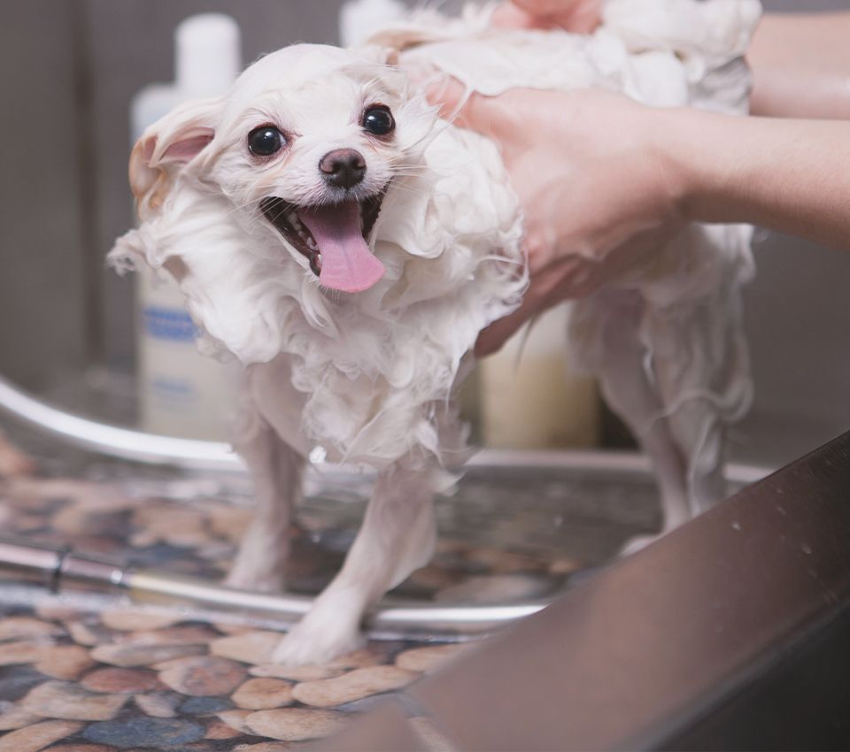 small white chihuahua dog being washed